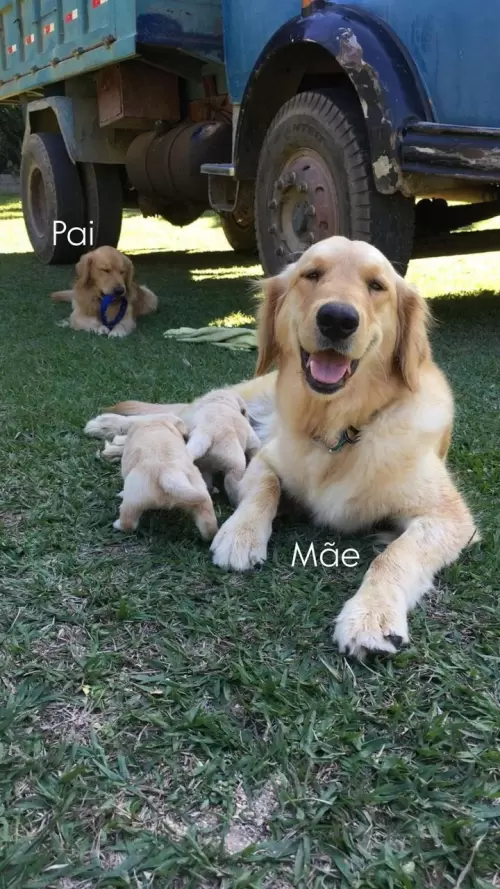 Nossos Goldens Retriever