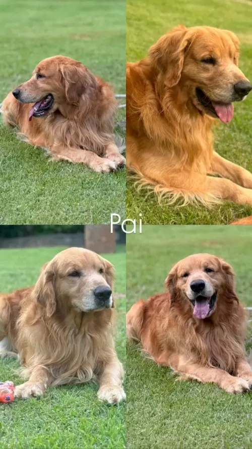 Nossos Goldens Retriever
