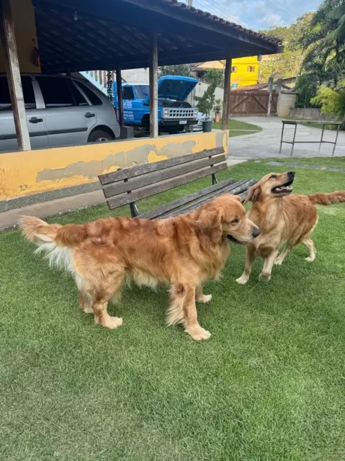 Nossos Goldens Retriever