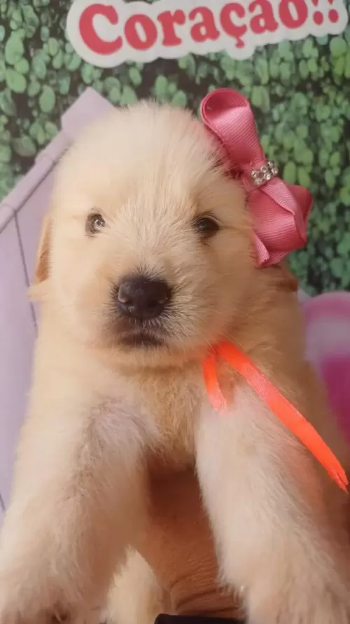 Nossos Goldens Retriever