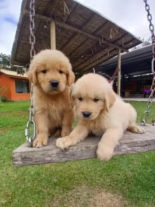 Nossos Goldens Retriever