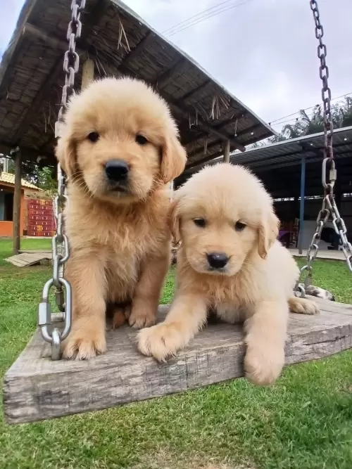 Nossos Goldens Retriever