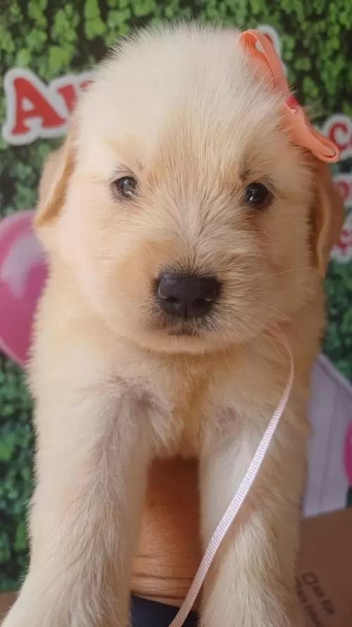 Nossos Goldens Retriever