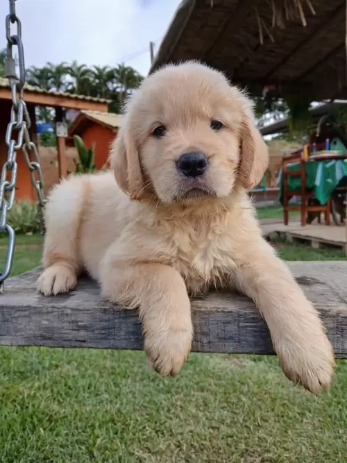 Nossos Goldens Retriever