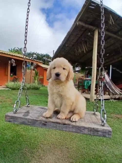 Nossos Goldens Retriever