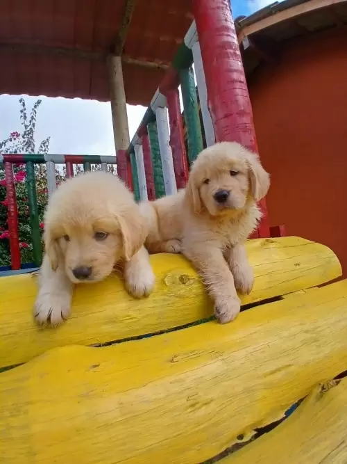 Nossos Goldens Retriever