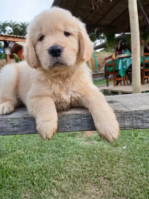 Nossos Goldens Retriever