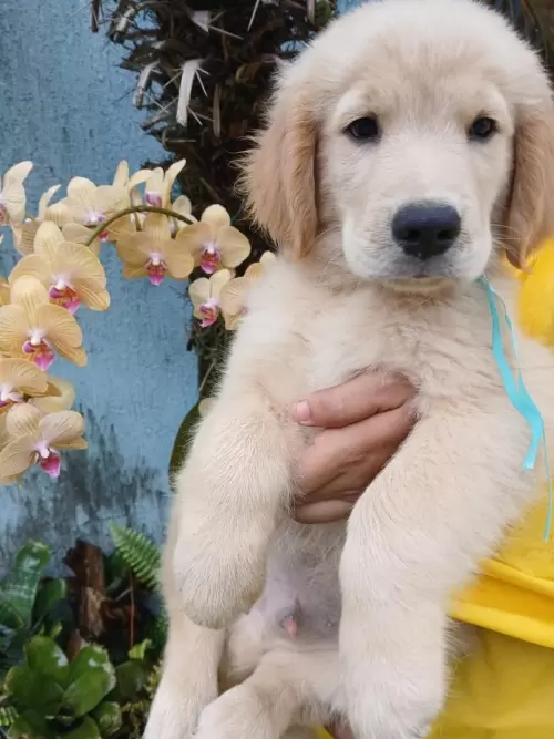 Nossos Goldens Retriever