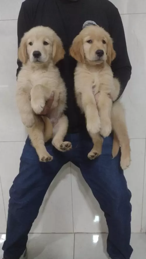 Nossos Goldens Retriever