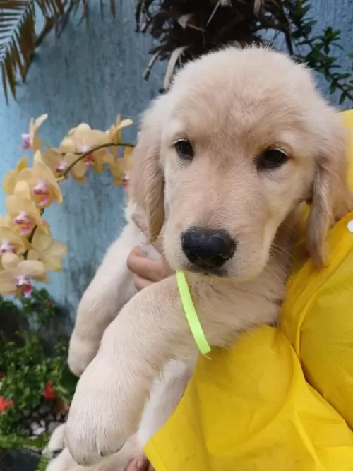 Nossos Goldens Retriever