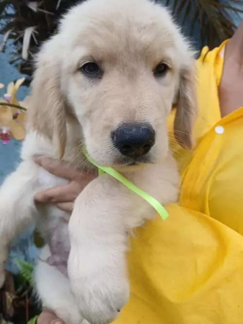 Nossos Goldens Retriever