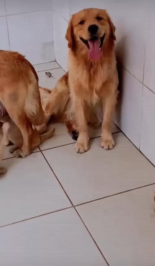 Nossos Goldens Retriever