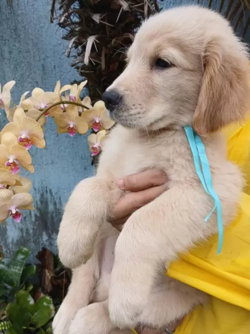 Nossos Goldens Retriever
