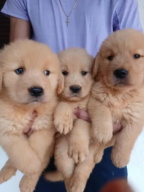 Nossos Goldens Retriever