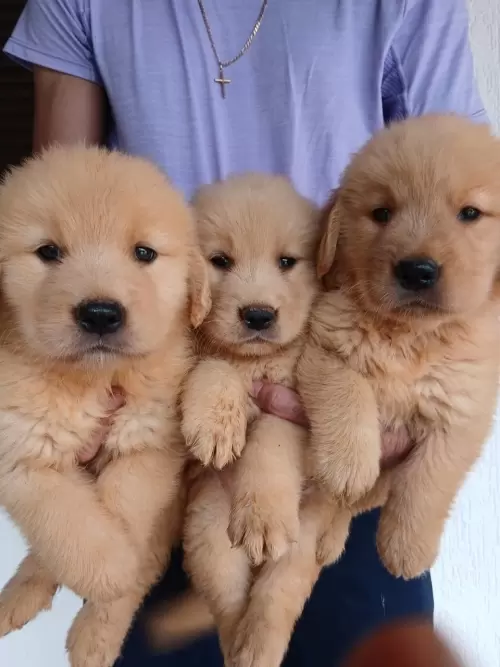 Nossos Goldens Retriever
