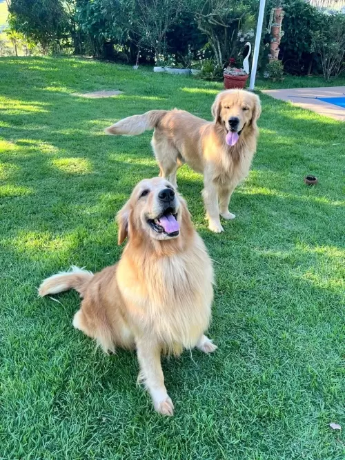 Nossos Goldens Retriever