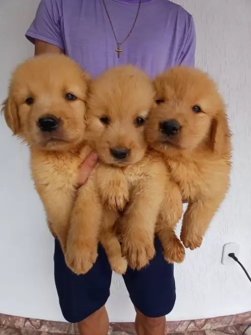 Nossos Goldens Retriever