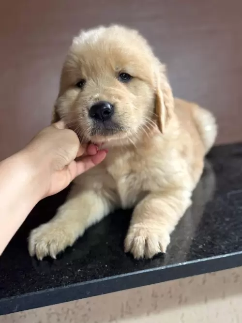 Nossos Goldens Retriever