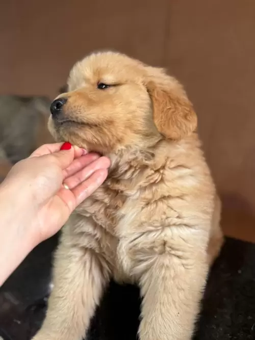 Nossos Goldens Retriever