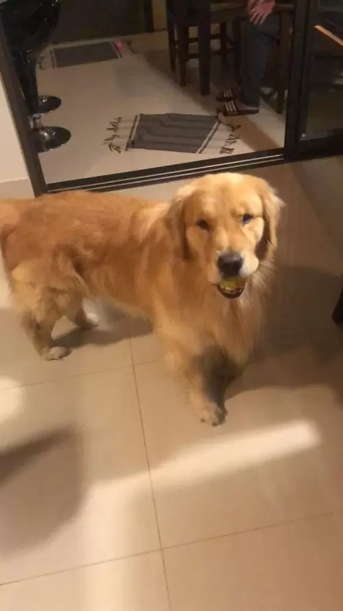 Nossos Goldens Retriever