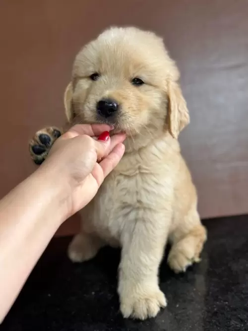 Nossos Goldens Retriever