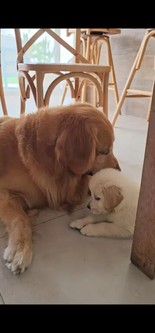 Nossos Goldens Retriever