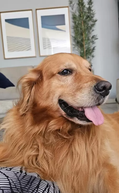 Nossos Goldens Retriever