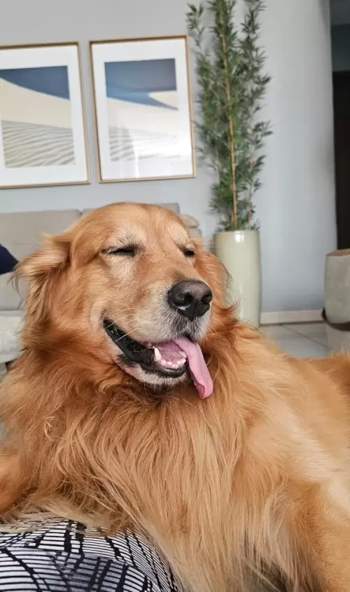 Nossos Goldens Retriever