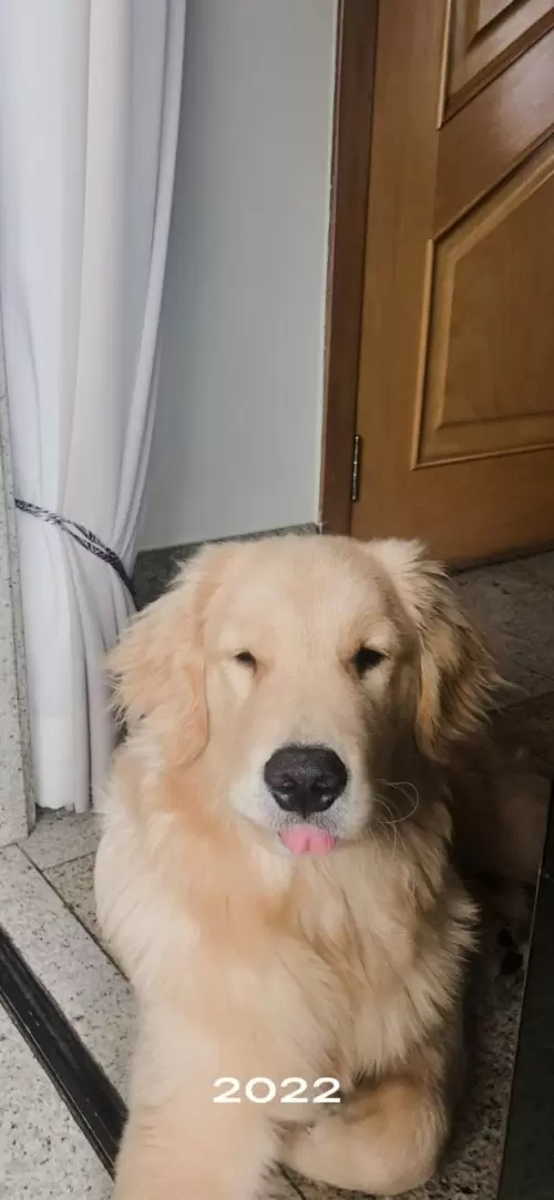 Nossos Goldens Retriever