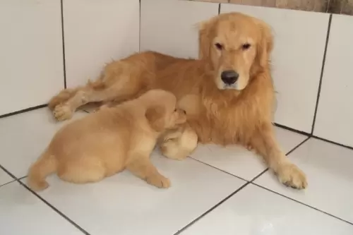 Nossos Goldens Retriever