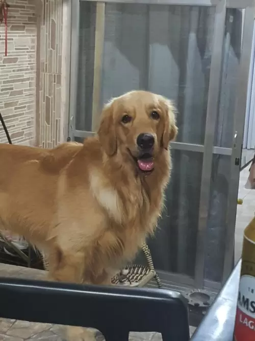 Nossos Goldens Retriever