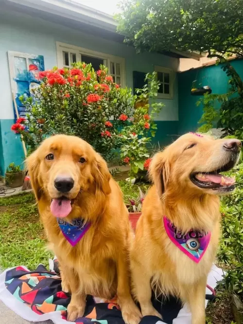 Nossos Goldens Retriever