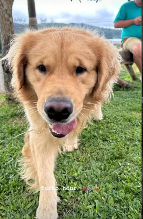 Nossos Goldens Retriever