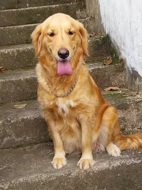 Nossos Goldens Retriever