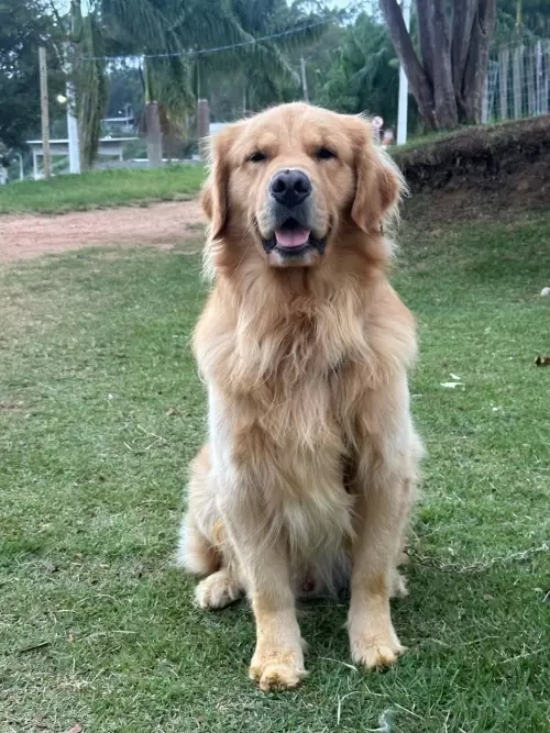 Nossos Goldens Retriever