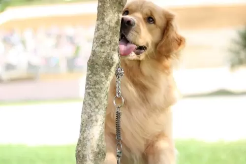 Nossos Goldens Retriever