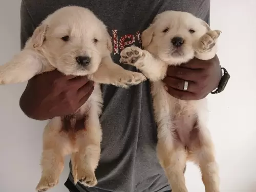 Nossos Goldens Retriever