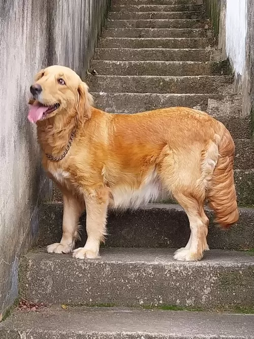 Nossos Goldens Retriever