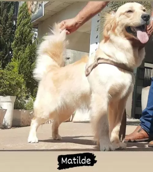 Nossos Goldens Retriever