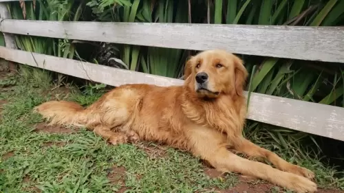 Nossos Goldens Retriever