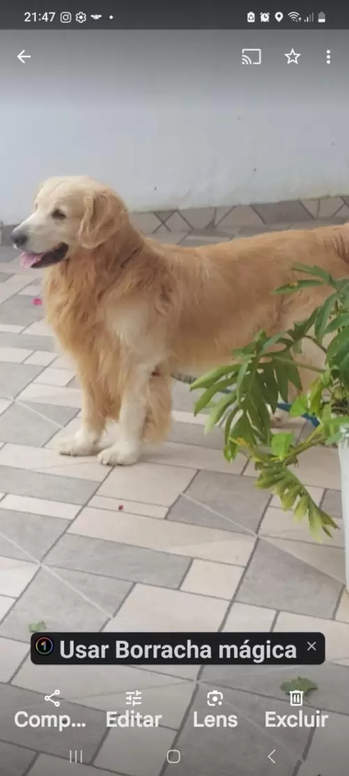 Nossos Goldens Retriever