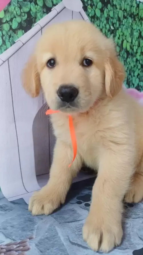 Nossos Goldens Retriever