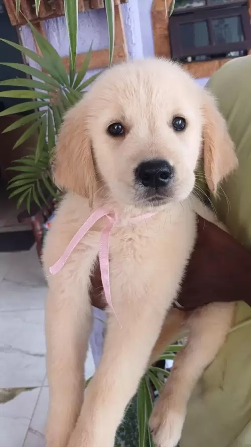 Nossos Goldens Retriever