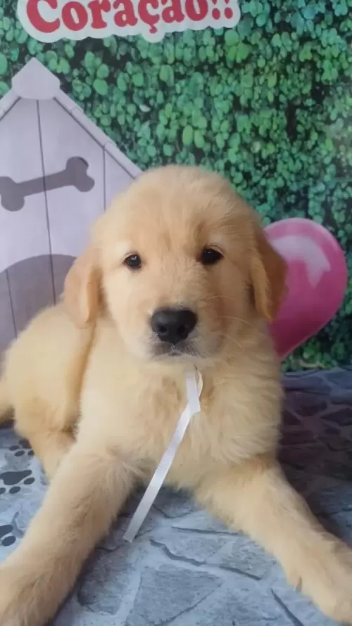 Nossos Goldens Retriever