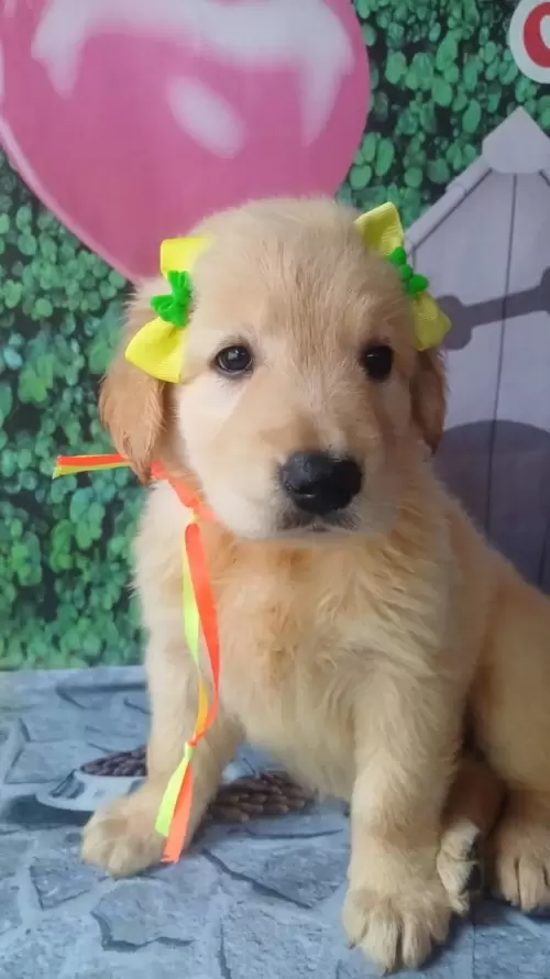 Nossos Goldens Retriever