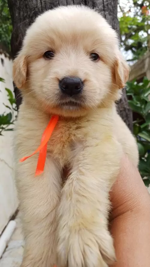 Nossos Goldens Retriever