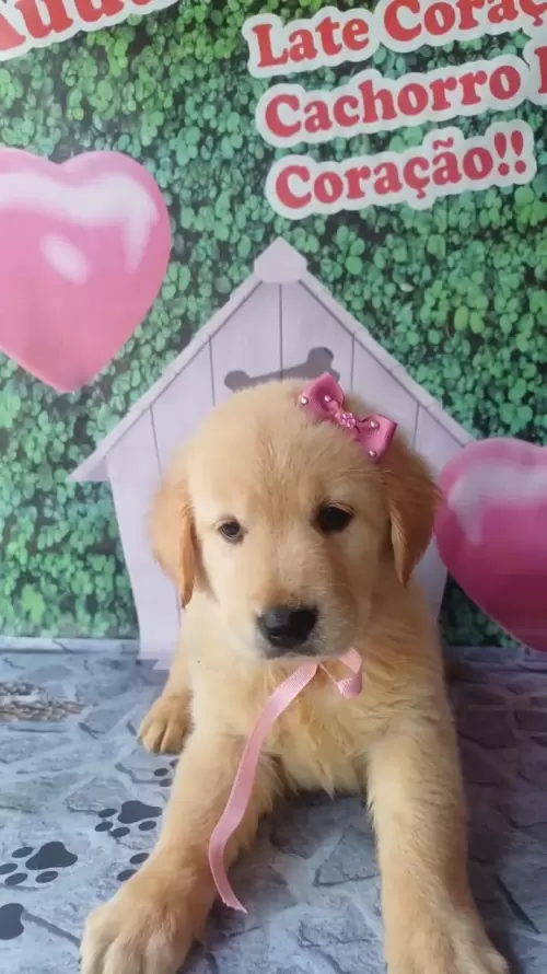 Nossos Goldens Retriever