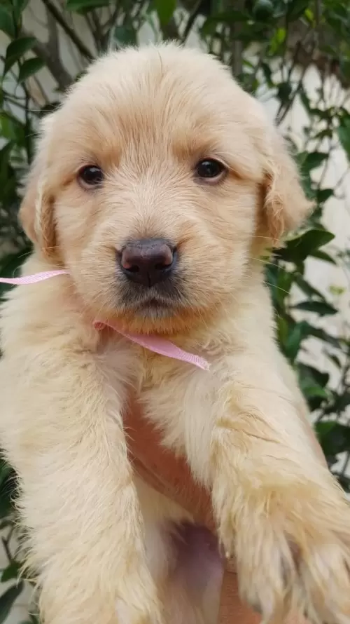 Nossos Goldens Retriever