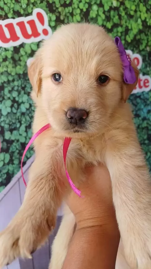 Nossos Goldens Retriever