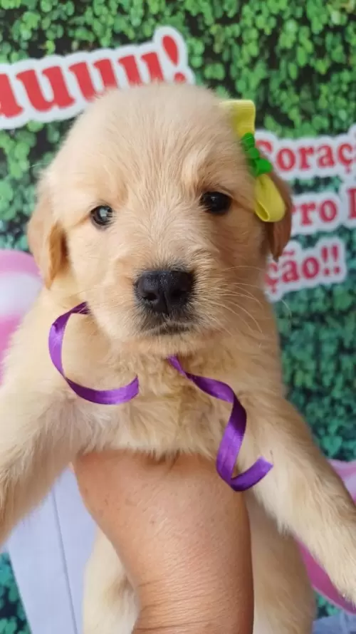 Nossos Goldens Retriever